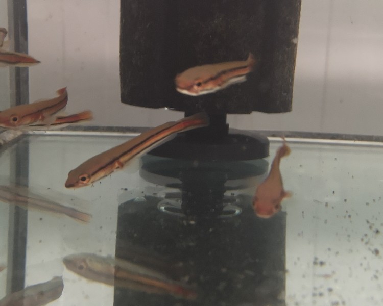 Red Snakehead ~ 7cm - 8cm